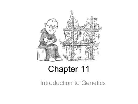 Chapter 11 Introduction to Genetics. Who was Gregor Mendel? He was known as the “FATHER OF GENETICS” He discovered how traits were inherited GENETICS.