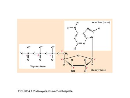 FIGURE 4.1. 2-deoxyadenosine-5-triphosphate.. FIGURE 4.2. The four bases found in DNA.