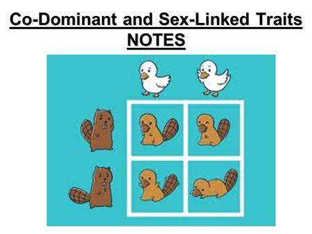 Co-Dominant and Sex-Linked Traits NOTES. I. Co-Dominant Genetic Traits All alleles for a trait are DOMINANT and both appear in offspring Different capital.