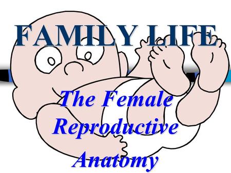 FAMILY LIFE The Female Reproductive Anatomy. EGG / OVA n Female sex cells are produced by the ovaries. n The largest cell in the human body, about the.