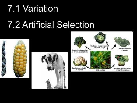 7.1 Variation 7.2 Artificial Selection. 2 What causes VARIATION? Remember Genetics 3.