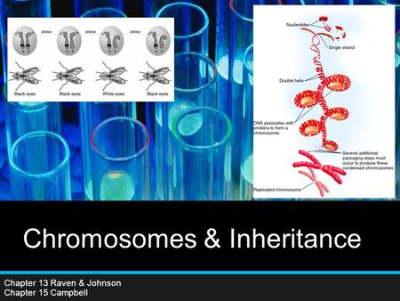 Chapter 13 Raven & Johnson Chapter 15 Campbell Chromosomes & Inheritance.