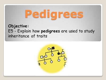 Pedigrees Objective: E5 - Explain how pedigrees are used to study inheritance of traits.