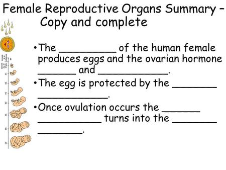 Female Reproductive Organs Summary – Copy and complete The _________ of the human female produces eggs and the ovarian hormone ______ and ___________.