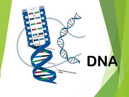 DNA History  Genetics is the study of genes.  Inheritance is how traits, or characteristics, are passed on from generation to generation.  Chromosomes.
