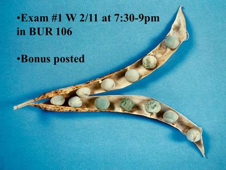 Exam #1 W 2/11 at 7:30-9pm in BUR 106 Bonus posted.