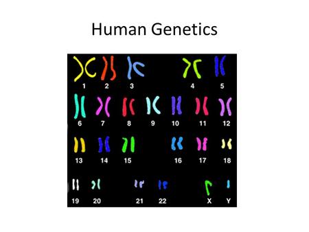 Human Genetics. Karyotype Preparation – Stopping the Cycle Cultured cells are arrested at metaphase by adding colchicine This is when cells are most condensed.