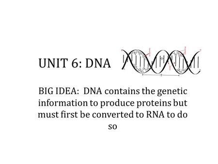 UNIT 6: DNA BIG IDEA: DNA contains the genetic information to produce proteins but must first be converted to RNA to do so.