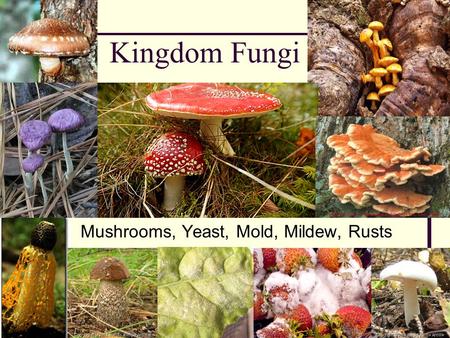 Mushrooms, Yeast, Mold, Mildew, Rusts