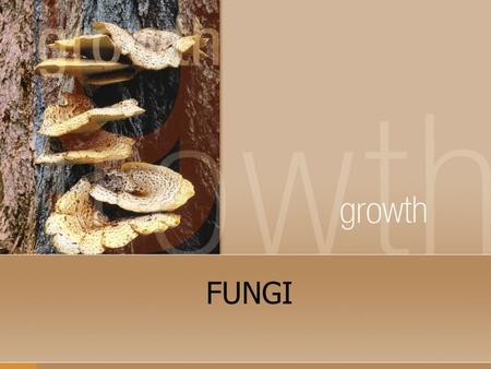 FUNGI. KINGDOM FUNGI Important characteristics Eukaryotic- have a nucleus Use spores to reproduce Heterotrophs Some unicellular, some are multicellular.