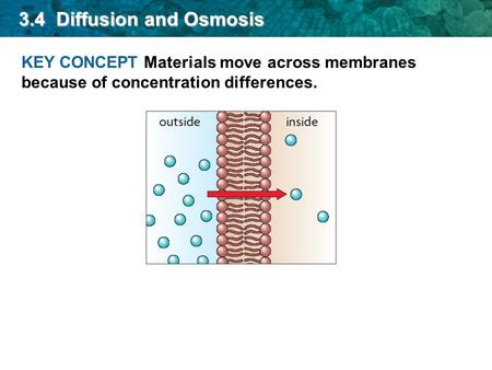 3.4 Diffusion and Osmosis KEY CONCEPT Materials move across membranes because of concentration differences.