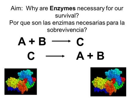 Aim: Why are Enzymes necessary for our survival? Por que son las enzimas necesarias para la sobrevivencia? A + B C C.