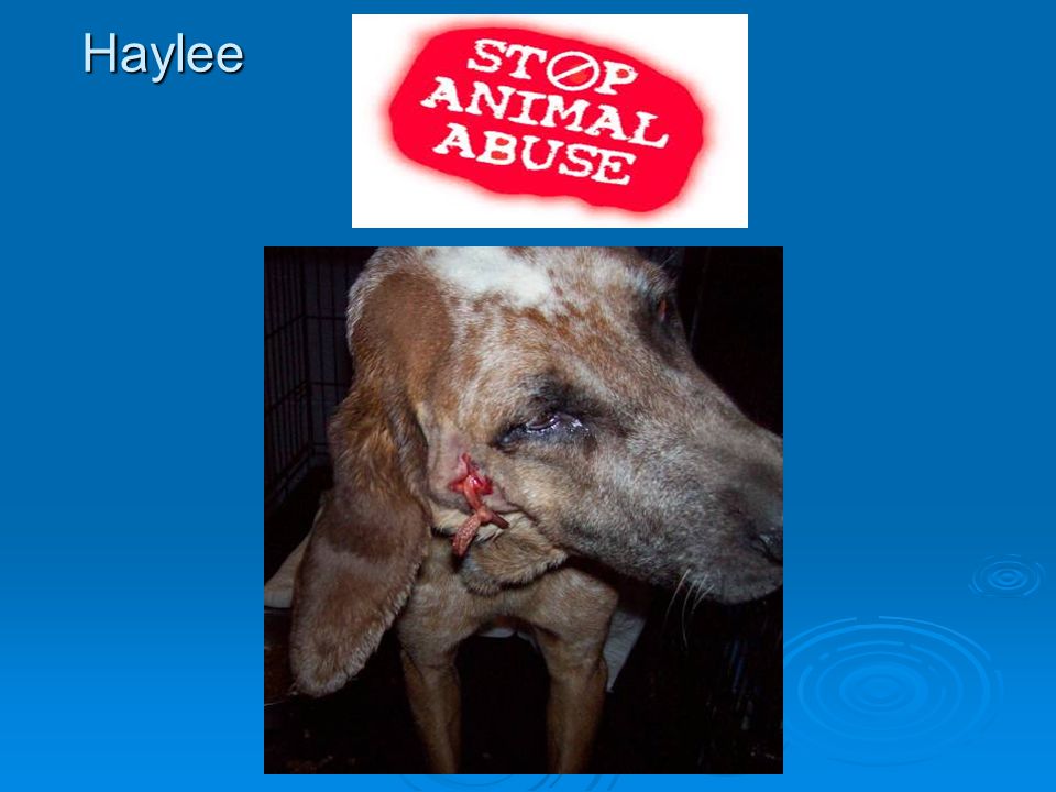 Haylee. Animal Abuse is not Right!!! Stop Animal Abuse you see these two  animals above one of them were abused the other one has a kind family like  all. - ppt download
