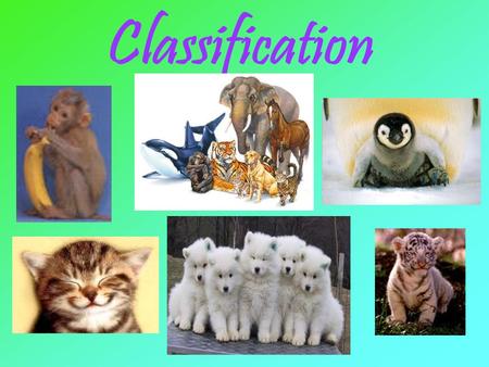 Classification. Taxonomy is the science of grouping and naming organisms. a.k.a. – the science of classification Classification the grouping of objects.