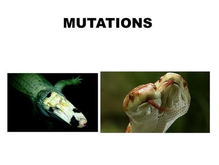 MUTATIONS. Mutations are heritable changes in genetic information Only mutation in the GAMETES can be passed on from generation to generation There can.
