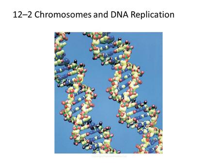 Copyright Pearson Prentice Hall 12-2 Chromosomes and DNA Replication 12–2 Chromosomes and DNA Replication.