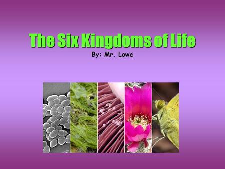 The Six Kingdoms of Life By: Mr. Lowe