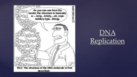{ DNA Replication.  When DNA makes an exact copy of itself.  Required step before cell division (making new cells).  DNA is the template / Enzymes.