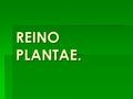 REINO PLANTAE..