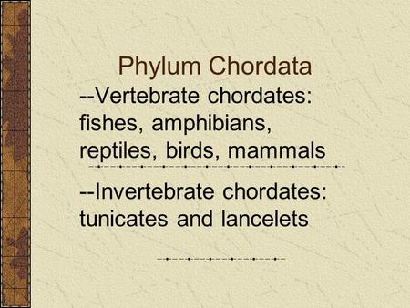 Phylum Chordata --Vertebrate chordates: fishes, amphibians, reptiles, birds, mammals --Invertebrate chordates: tunicates and lancelets.