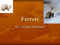 Ferrets By: Christian Hammond. Classification  Kingdom: Animalia  Phylum: Chordata  Class: Mammalia  Order: Carnivora  Genus: Mustela  Species: