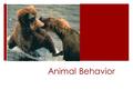 Animal Behavior.  Three major types of behavior:  Innate  Learned  Intelligent.