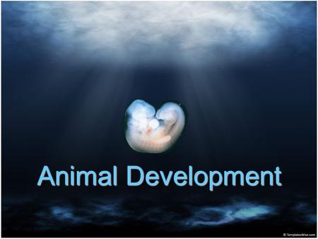 Animal Development. Outline I.Early Stages of Embryonic Development A. Intro B. Fertilization C. Cleavage D. Gastrulation II.Morphogenesis.