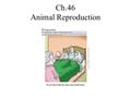 Ch.46 Animal Reproduction. I. Animal reproduction A. Asexual reproduction – mitotic division, no fertilization 1. Fission- separation of parent into.