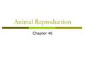 Animal Reproduction Chapter 46. Reproduction Asexual  1 parent  No gamete fusion May or may not be produced  Mitotic division Sexual  2 parents 