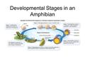 Developmental Stages in an Amphibian. LE 21-4 Animal development Zygote (fertilized egg) Eight cellsBlastula (cross section) Gastrula (cross section)