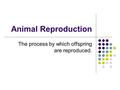 Animal Reproduction The process by which offspring are reproduced.