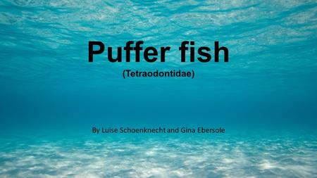 Puffer fish (Tetraodontidae) By Luise Schoenknecht and Gina Ebersole.
