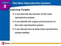 The Male Reproductive System Learning Targets I can describe the function of the male reproductive system. I can identify the organs and structures of.