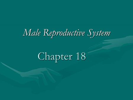 Chapter 18 Male Reproductive System. Function of the Male Reproductive System To make sperm: the male sex cell To fertilize the egg cell: the female sex.
