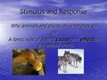 Stimulus and Response Why animals and plants do what they do OR A fancy way of saying cause and effect in the animal world.