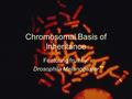 Chromosomal Basis of Inheritance Featuring fruit fly: Drosophila Melanogaster.