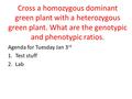 Cross a homozygous dominant green plant with a heterozygous green plant. What are the genotypic and phenotypic ratios. Agenda for Tuesday Jan 3 rd 1.Test.