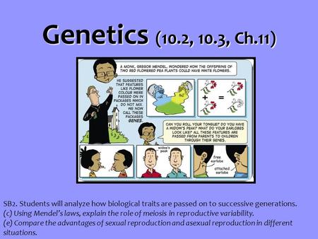 Genetics (10.2, 10.3, Ch.11) SB2. Students will analyze how biological traits are passed on to successive generations. (c) Using Mendel’s laws, explain.