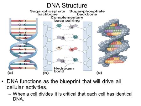 DNA Structure DNA functions as the blueprint that will drive all cellular activities. –When a cell divides it is critical that each cell has identical.