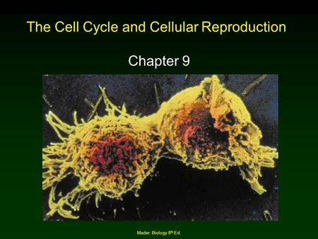 Mader: Biology 8 th Ed. The Cell Cycle and Cellular Reproduction Chapter 9.