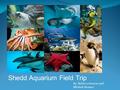 Shedd Aquarium Field Trip By: Rebecca Senese and Michele Renner.