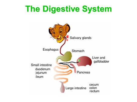 The Digestive System. is a tube running from mouth to anus. This tube is like a disassembly line. Main goal: break down huge macromolecules (proteins,