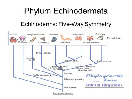 1 Phylum Echinodermata Echinoderms: Five-Way Symmetry.