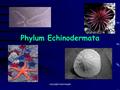 Phylum Echinodermata copyright cmassengale. Diversity  Echinodermata means “spiny skin”  Echinoderms usually inhabit shallow coastal waters and ocean.