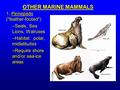 1. Pinnepeds (feather-footed) –Seals, Sea Lions, Walruses –Habitat: polar, midlatitudes –Require shore and/or sea-ice areas OTHER MARINE MAMMALS.