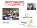 G.E. Whiz (Gene Expression) The Life and Death of Eukaryotic mRNA.