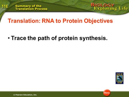 Translation: RNA to Protein Objectives Trace the path of protein synthesis.