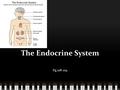 The Endocrine System Pg.218-219. The Endocrine system The body system that consists of gland that produce hormones. Gland – A group of cell that secretes.