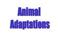 Animal Adaptations All living things have to be suited to their environment if they are to survive.