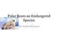 Polar Bears an Endangered Species By Austin McLane.